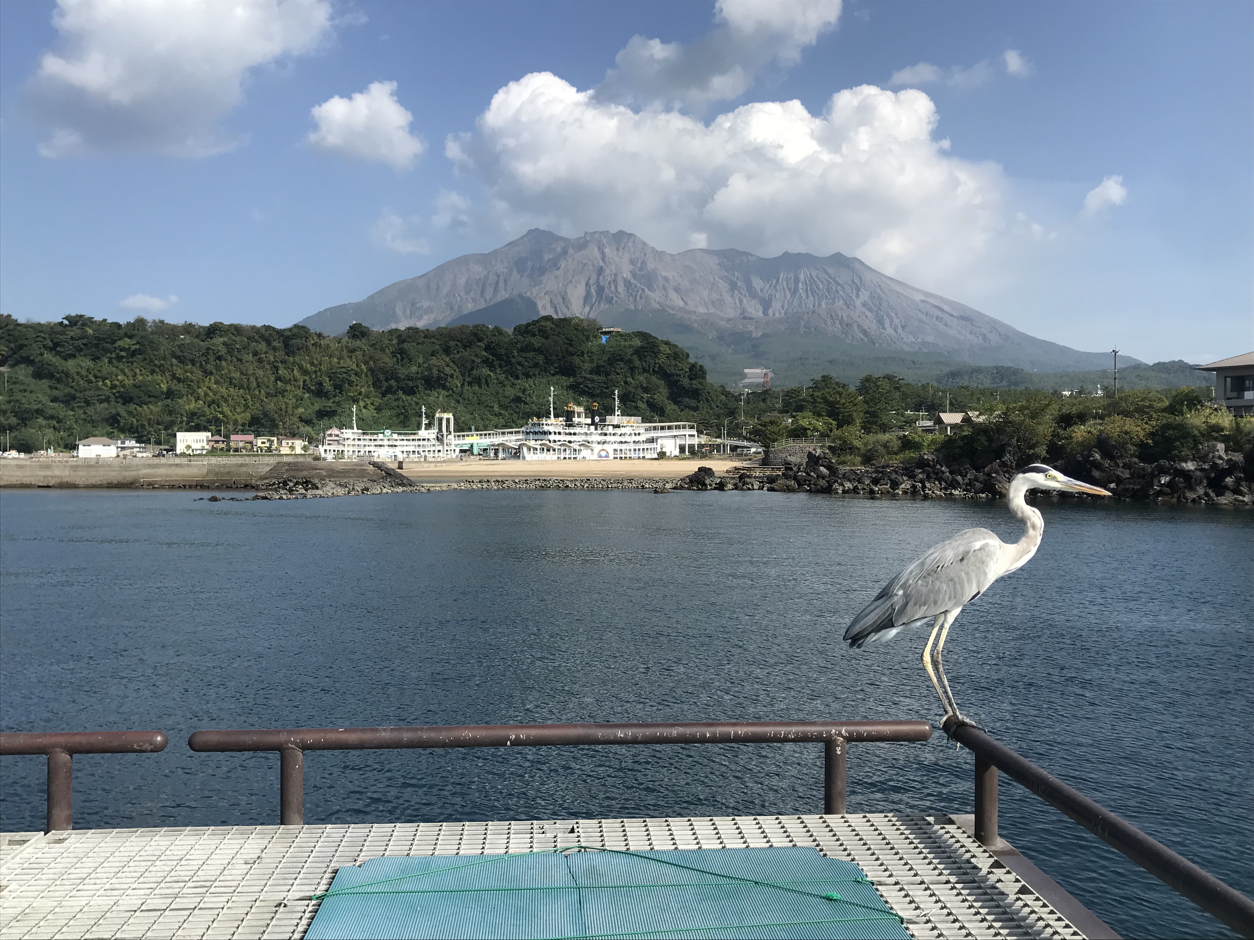 桜島海釣り公園 彡 株式会社前原総研